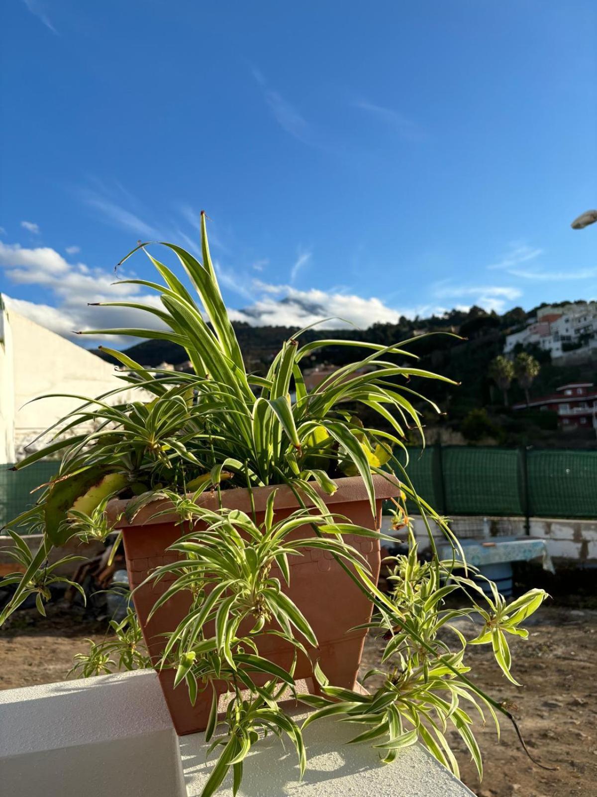La Trinidad Guest House La Guancha Ngoại thất bức ảnh